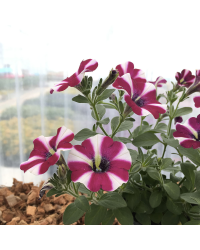 Petunia Cascadias Bicolor Cabernet