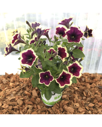 Petunia Cascadias Rim Magenta