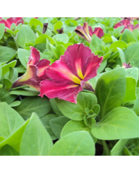 Petunia Collection Mystical Cha-Ching Cherry