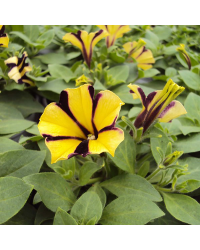 Petunia Gotunia Tiger Stripe