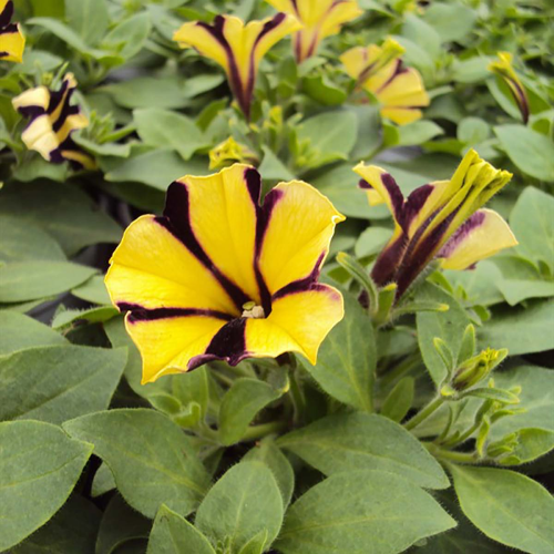 Petunia Gotunia Tiger Stripe