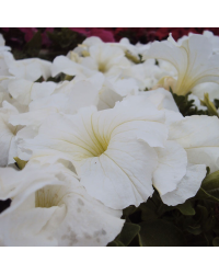Petunia Droit Granada Pacta Parade White