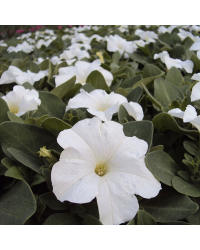 Petunia Droit Granada Pacta Parade White