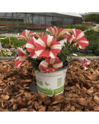 Petunia Amore Mio