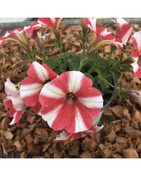 Petunia Amore Mio