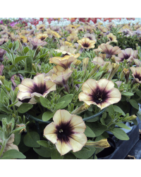 Petunia Cascadias Autumn Mystery