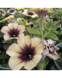 Petunia Cascadias Autumn Mystery