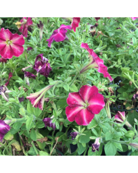 Petunia Collection Mystical Cha-Ching Cherry