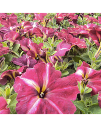 Petunia Collection Mystical Cha-Ching Cherry