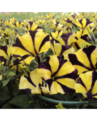 Petunia Gotunia Tiger Stripe