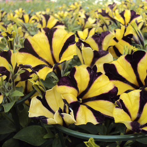 Petunia Gotunia Tiger Stripe