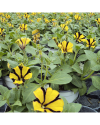 Petunia Gotunia Tiger Stripe
