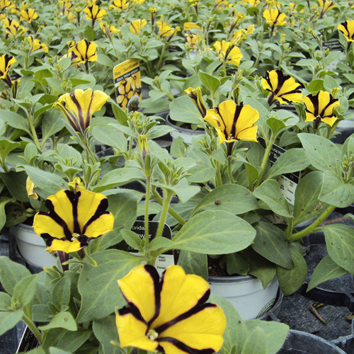 Petunia Gotunia Tiger Stripe