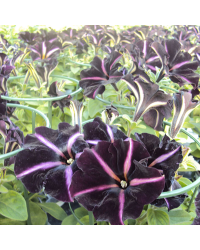 Petunia Mystical Merlin Velvet White
