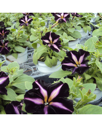 Petunia Mystical Merlin Velvet White