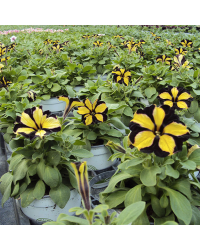 Petunia Mystical Phantom (Noir Et Jaune)
