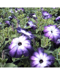 Petunia Sanguna Twirl Dark Blue