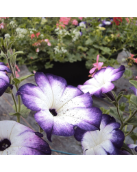 Petunia Sanguna Twirl Dark Blue