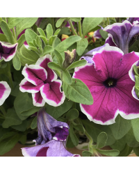Petunia Hybrida Sanguna Purple Picotee