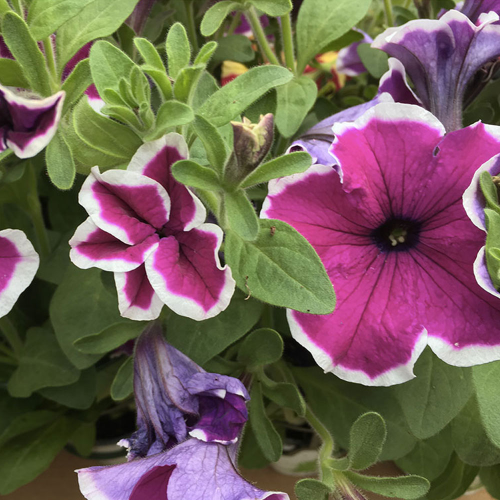 Petunia Hybrida Sanguna Purple Picotee