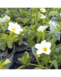 Petunia Littletunia White Grace