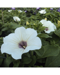 Petunia Surfinia White