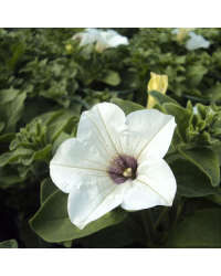 Petunia Surfinia White