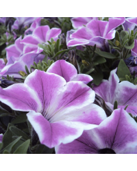 Petunia Designer Inksplash GF