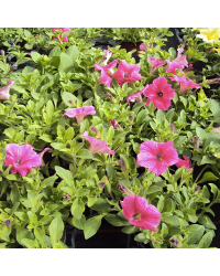 Petunia Surfinia Hot Pink
