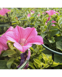 Petunia Surfinia Hot Pink