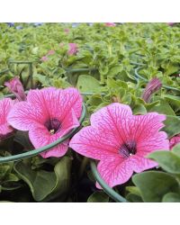 Petunia Surfinia Hot Pink