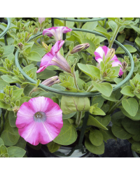 Petunia Surfinia Raspberry Blast