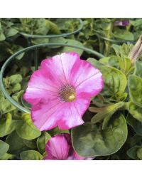 Petunia Surfinia Raspberry Blast