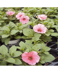 Surfinia Compact Sweetunia Bubblelou