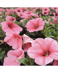 Surfinia Compact Sweetunia Bubblelou