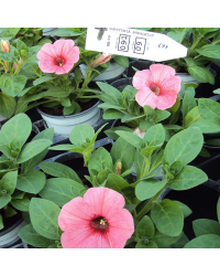 Surfinia Compact Sweetunia Bubblelou