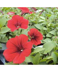 Petunia Surfinia Deep Red