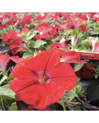 Petunia Surfinia Deep Red