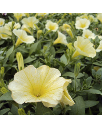 Petunia Surfinia Yellow Dream