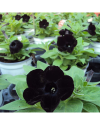 Surfinia Compact Sweetunia Black Satin