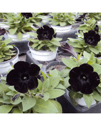 Surfinia Compact Sweetunia Black Satin