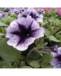 Surfinia Cascade Sweetunia Purple Spotlight