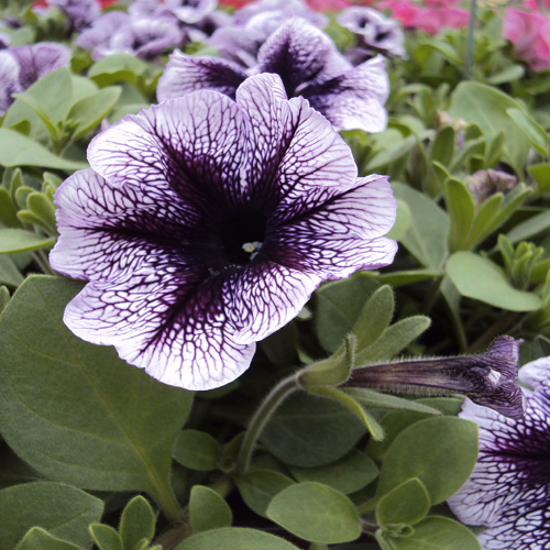 Surfinia Cascade Sweetunia Purple Spotlight