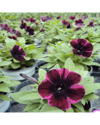 Surfinia Compact Sweetunia Johnny Flame