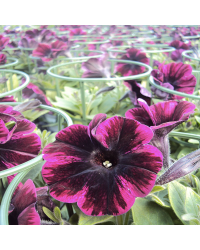 Surfinia Compact Sweetunia Johnny Flame