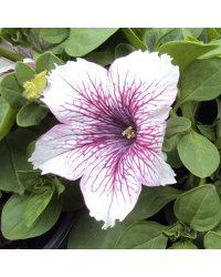 Petunia Fanfare Raspberry Vein