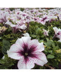 Petunia Fanfare Raspberry Vein