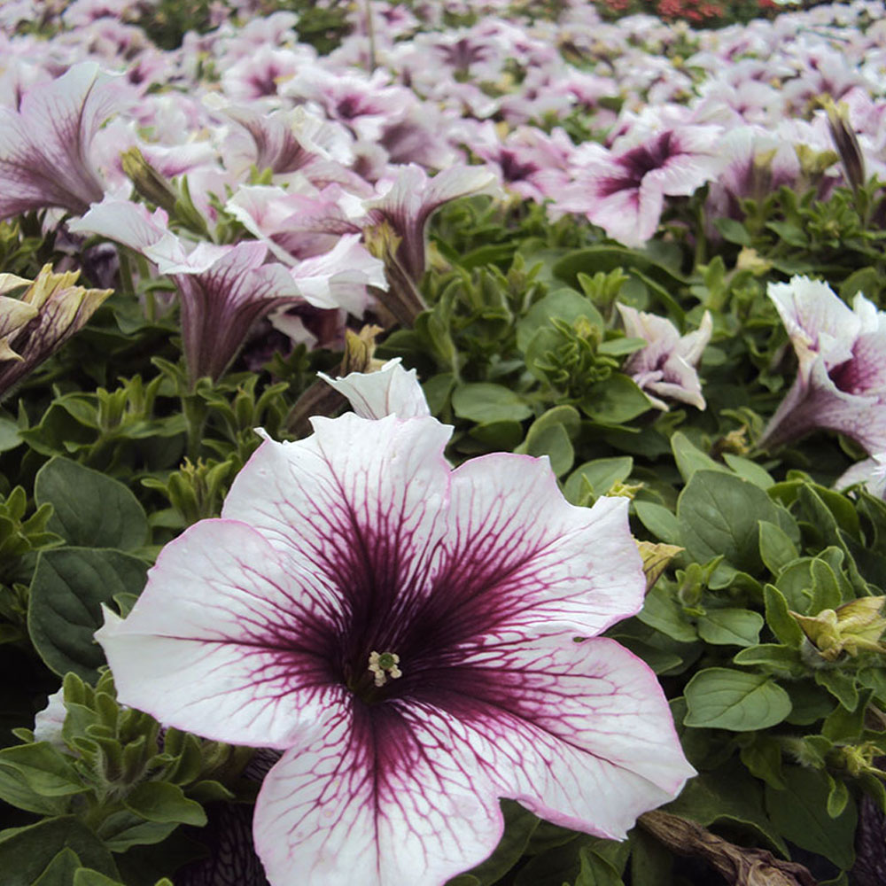 Petunia Fanfare Raspberry Vein