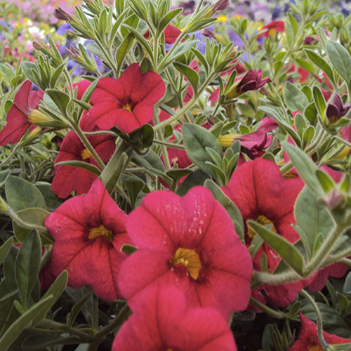 Calibrachoa Noa Red Improved