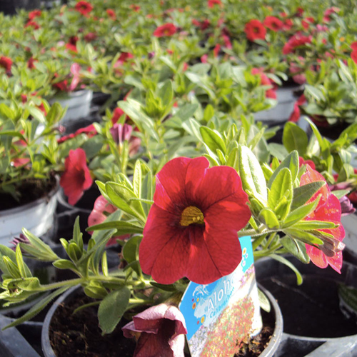 Calibrachoa Noa Red Improved